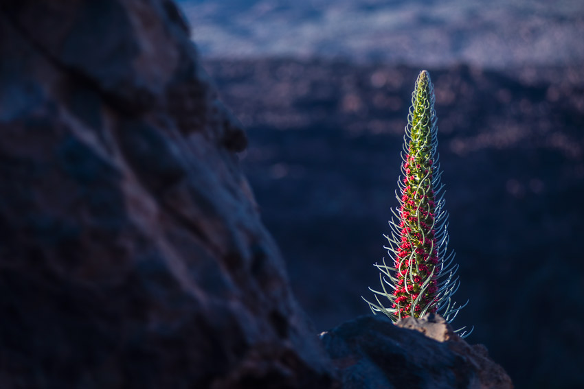 Tajinaste en el parque nacional de El Teide